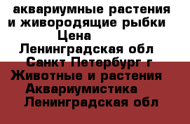 аквариумные растения и живородящие рыбки › Цена ­ 30 - Ленинградская обл., Санкт-Петербург г. Животные и растения » Аквариумистика   . Ленинградская обл.